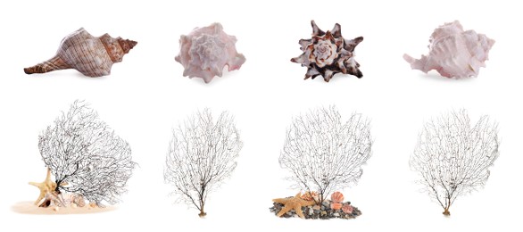 Set of different exotic sea shells and branching corals on white background. Banner design