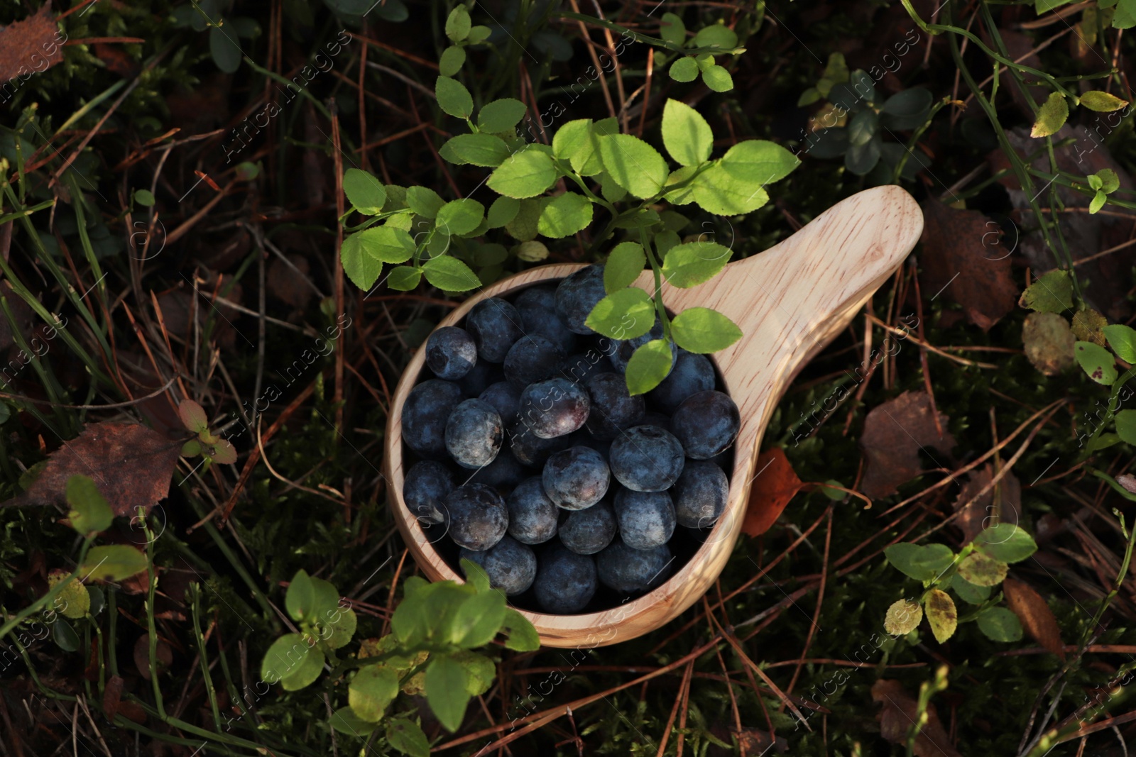 Photo of Wooden mug full of fresh ripe blueberries in grass, above view