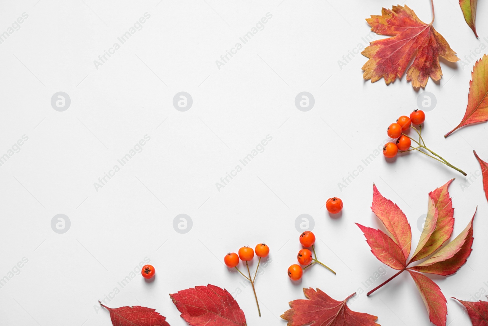 Photo of Beautiful composition with autumn leaves on white background, flat lay. Space for text