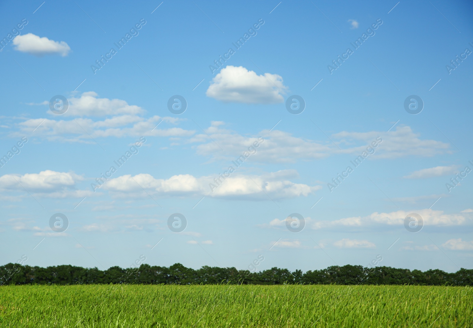 Photo of Picturesque view of beautiful field with grass on sunny day