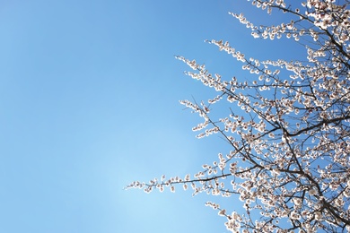 Photo of Branches of blossoming apricot tree on sunny day outdoors. Springtime