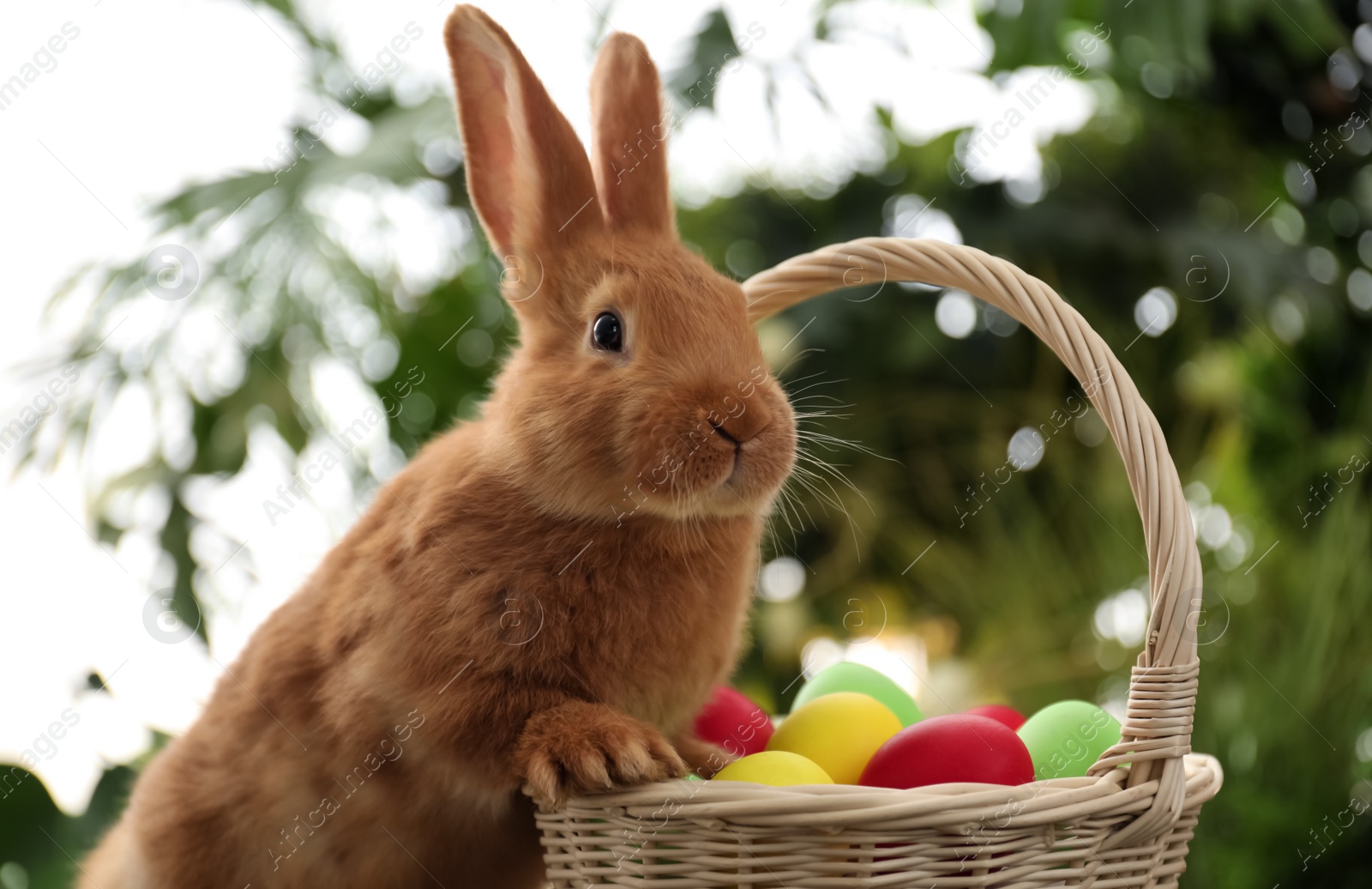 Photo of Cute bunny near basket with Easter eggs on blurred background