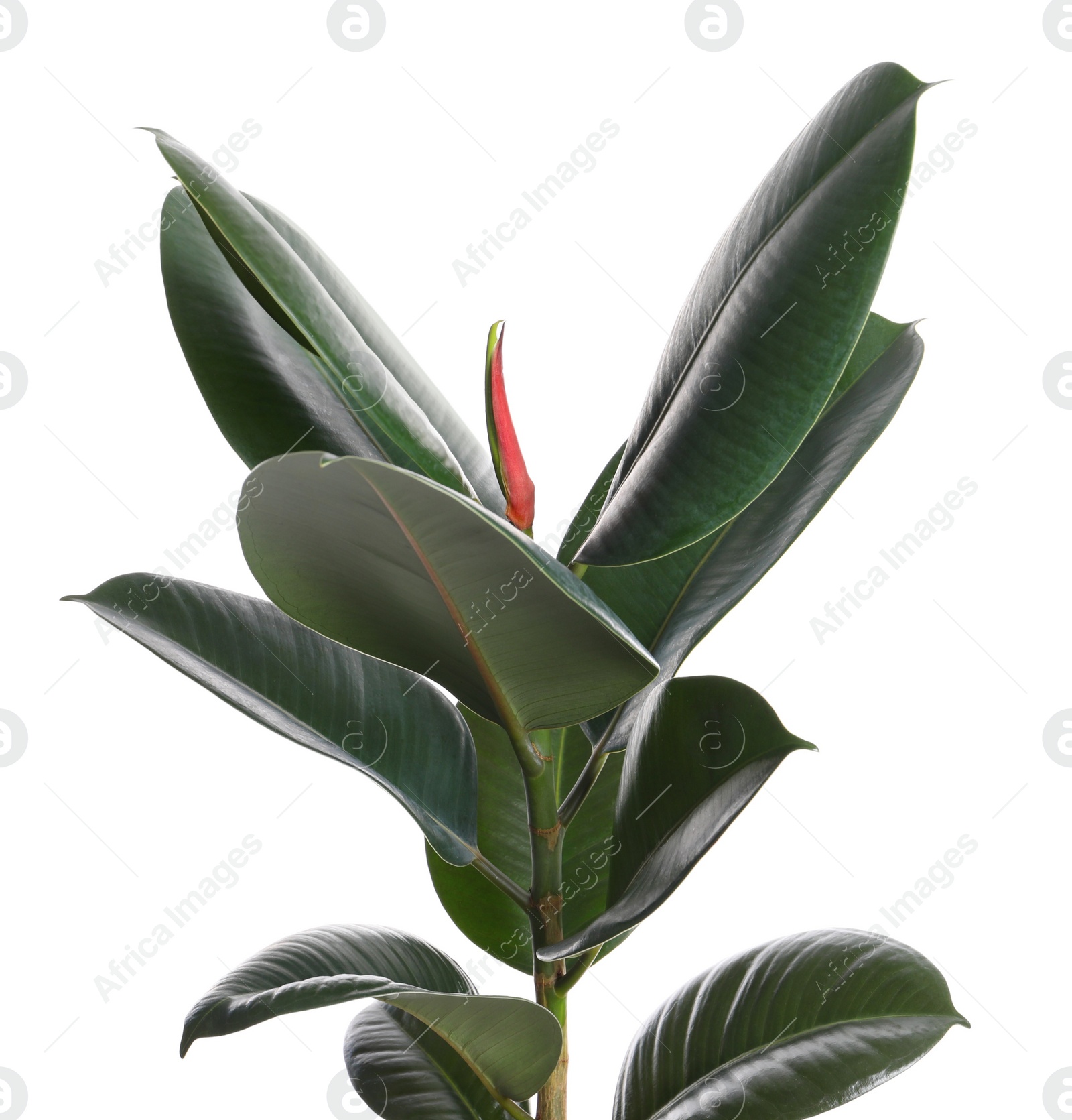 Photo of Ficus elastica plant with fresh green leaves on white background