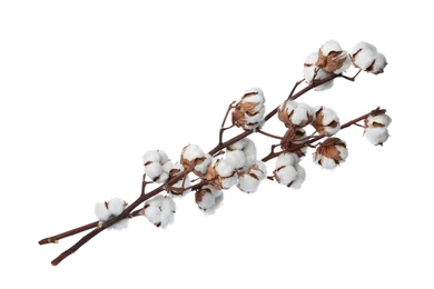 Beautiful fluffy cotton flowers on white background