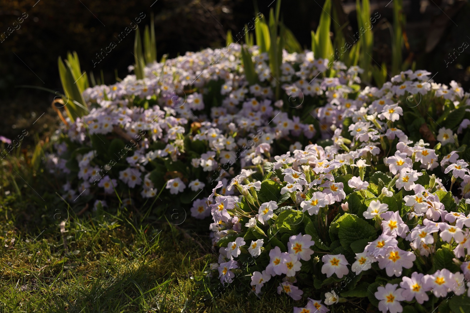 Photo of Beautiful primula flowers growing on sunny day