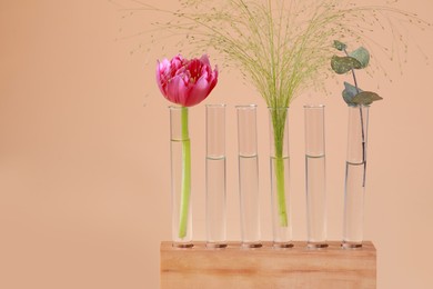 Photo of Test tubes with different plants in wooden stand on beige background. Space for text