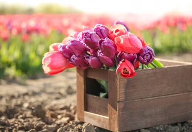 Wooden crate with blossoming tulips in field on sunny spring day