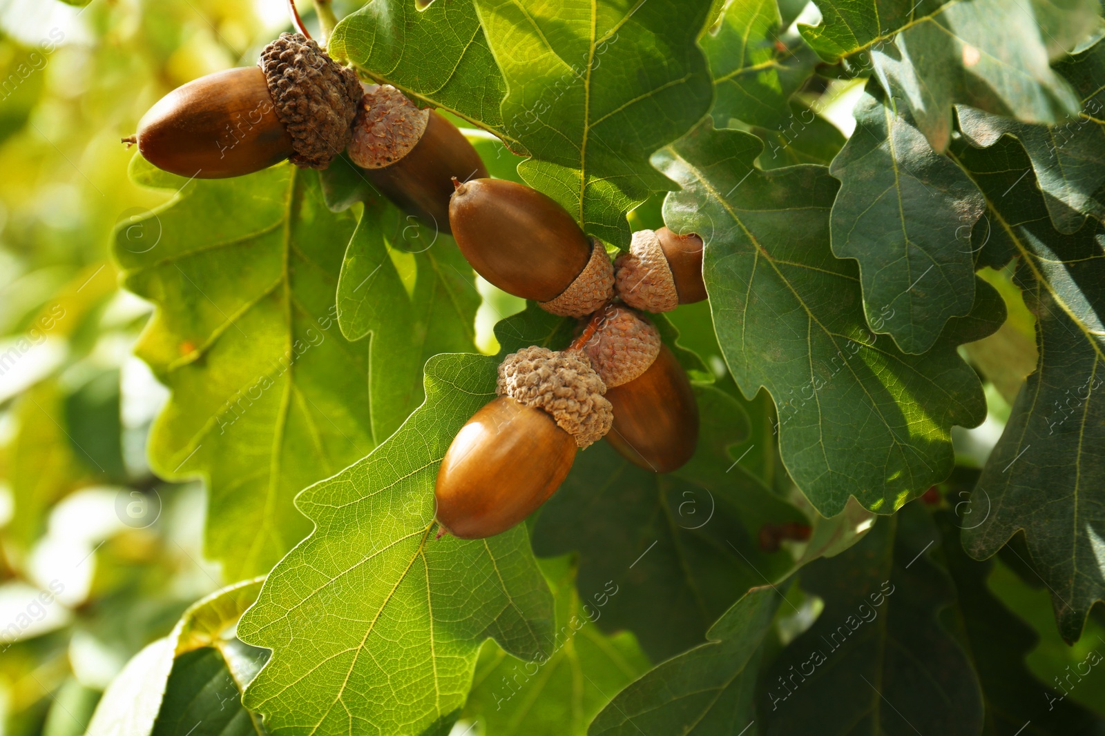 Photo of Oak branch with acorns and leaves outdoors, closeup