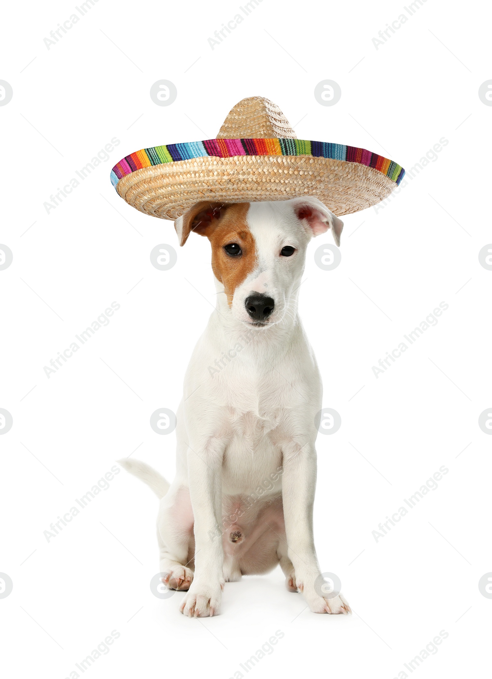 Image of Adorable Jack Russell terrier with sombrero on white background