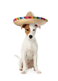 Image of Adorable Jack Russell terrier with sombrero on white background