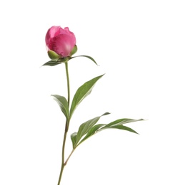 Bright peony on white background. Beautiful spring flower