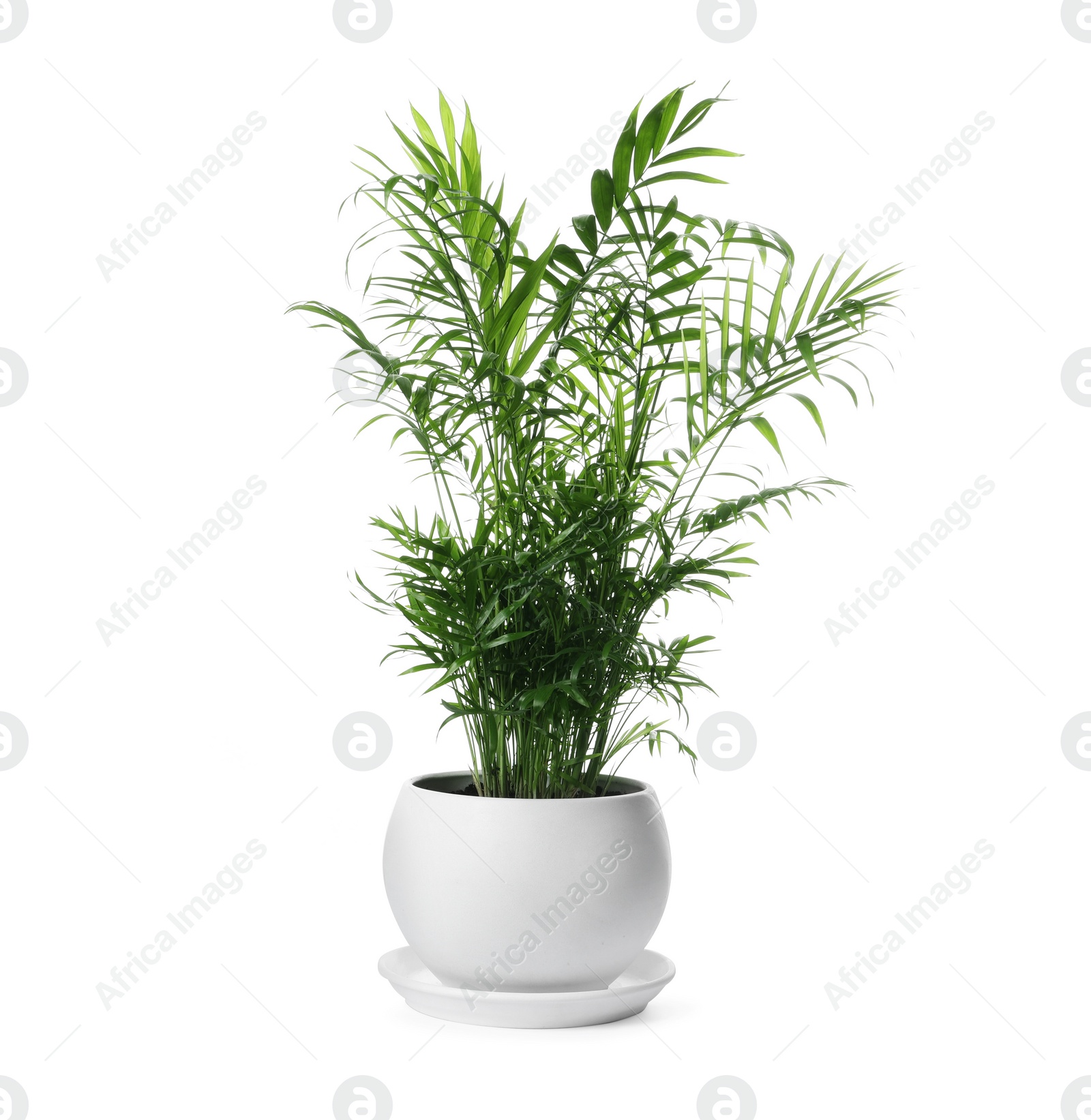 Photo of Beautiful Ravenea rivularis plant in pot isolated on white. House decor