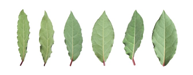 Image of Collage with fresh bay leaves on white background