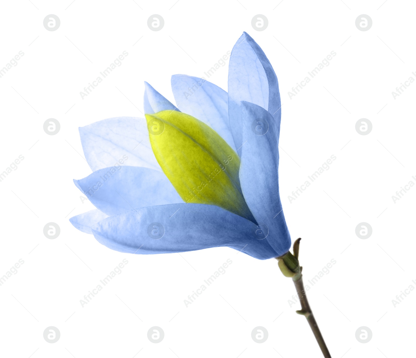 Image of Beautiful delicate magnolia Blue Opal isolated on white