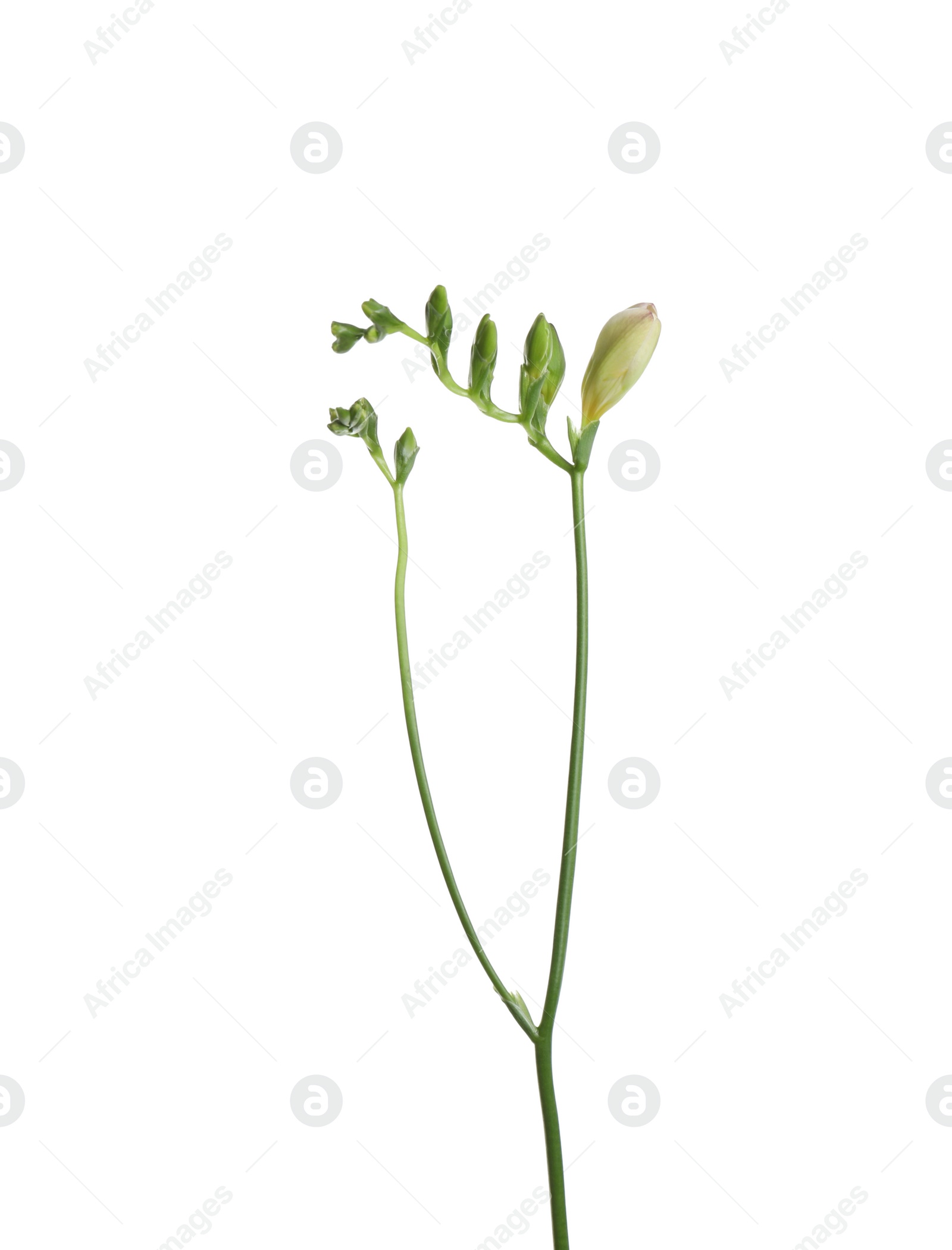 Photo of Buds of freesia flower isolated on white