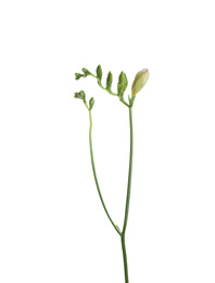 Buds of freesia flower isolated on white