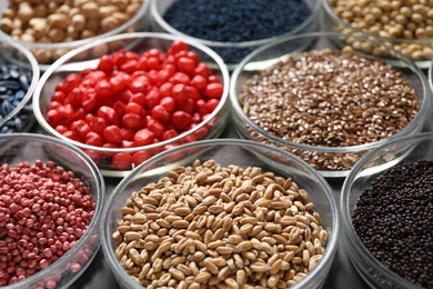 Photo of Petri dishes with treated seeds on table, closeup. Laboratory analysis