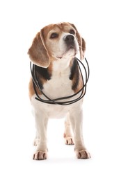 Naughty Beagle dog with damaged electrical wire on white background