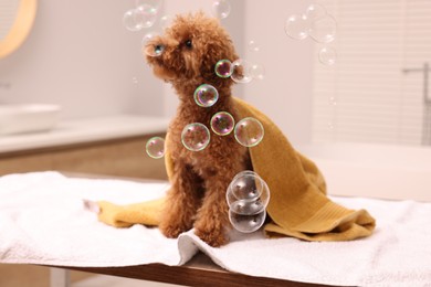 Photo of Cute Maltipoo dog wrapped in towel and soap bubbles indoors, selective focus. Lovely pet
