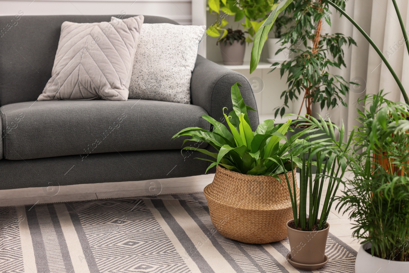 Photo of Different beautiful potted houseplants and comfortable sofa in room. Interior design