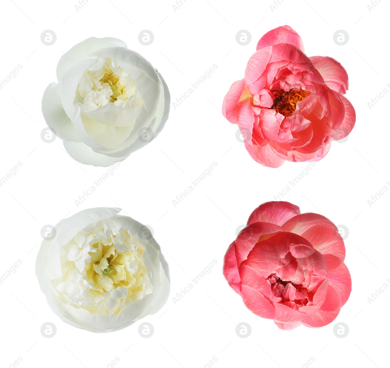 Image of Set of different beautiful peony flowers on white background