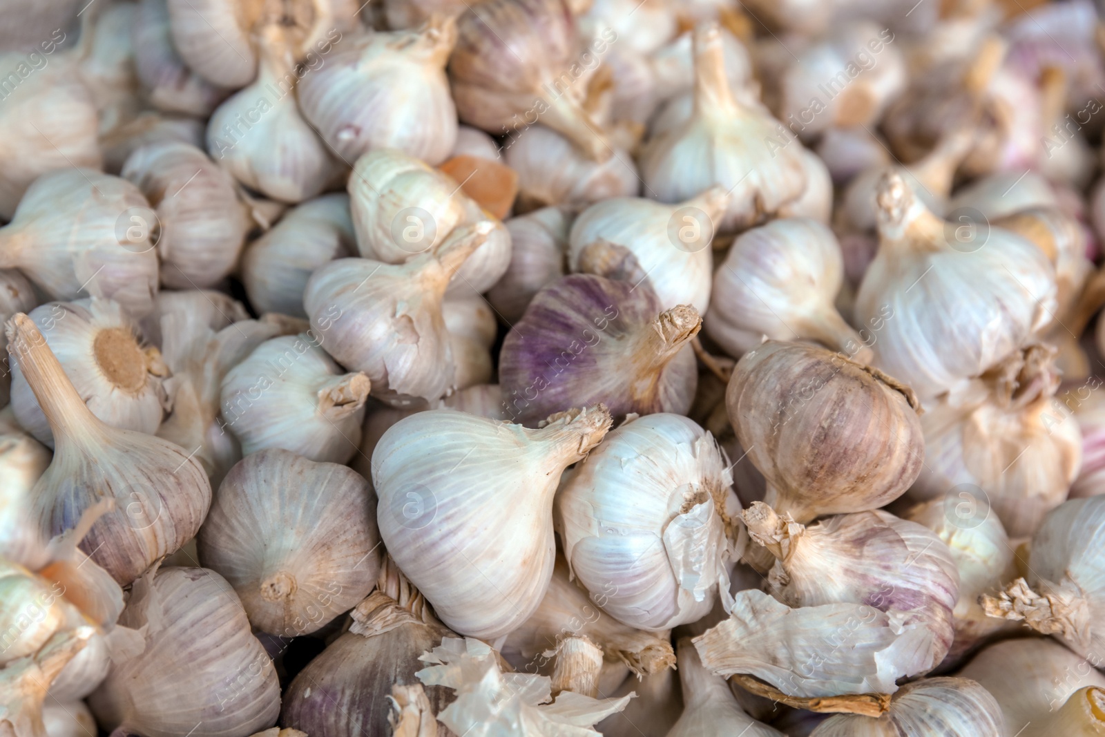 Photo of Pile of fresh ripe garlic bulbs as background, closeup