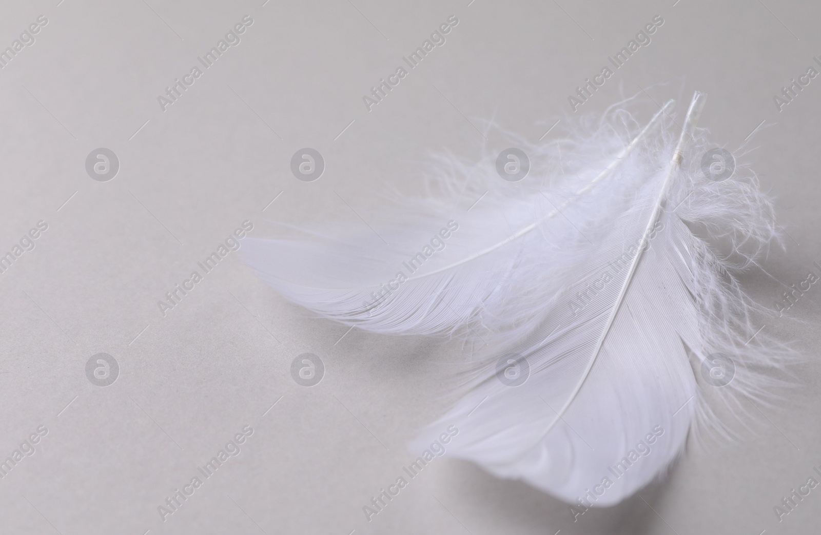 Photo of Fluffy white feathers on light grey background, closeup. Space for text
