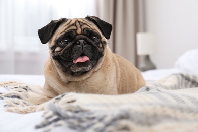 Photo of Happy cute pug dog on bed indoors