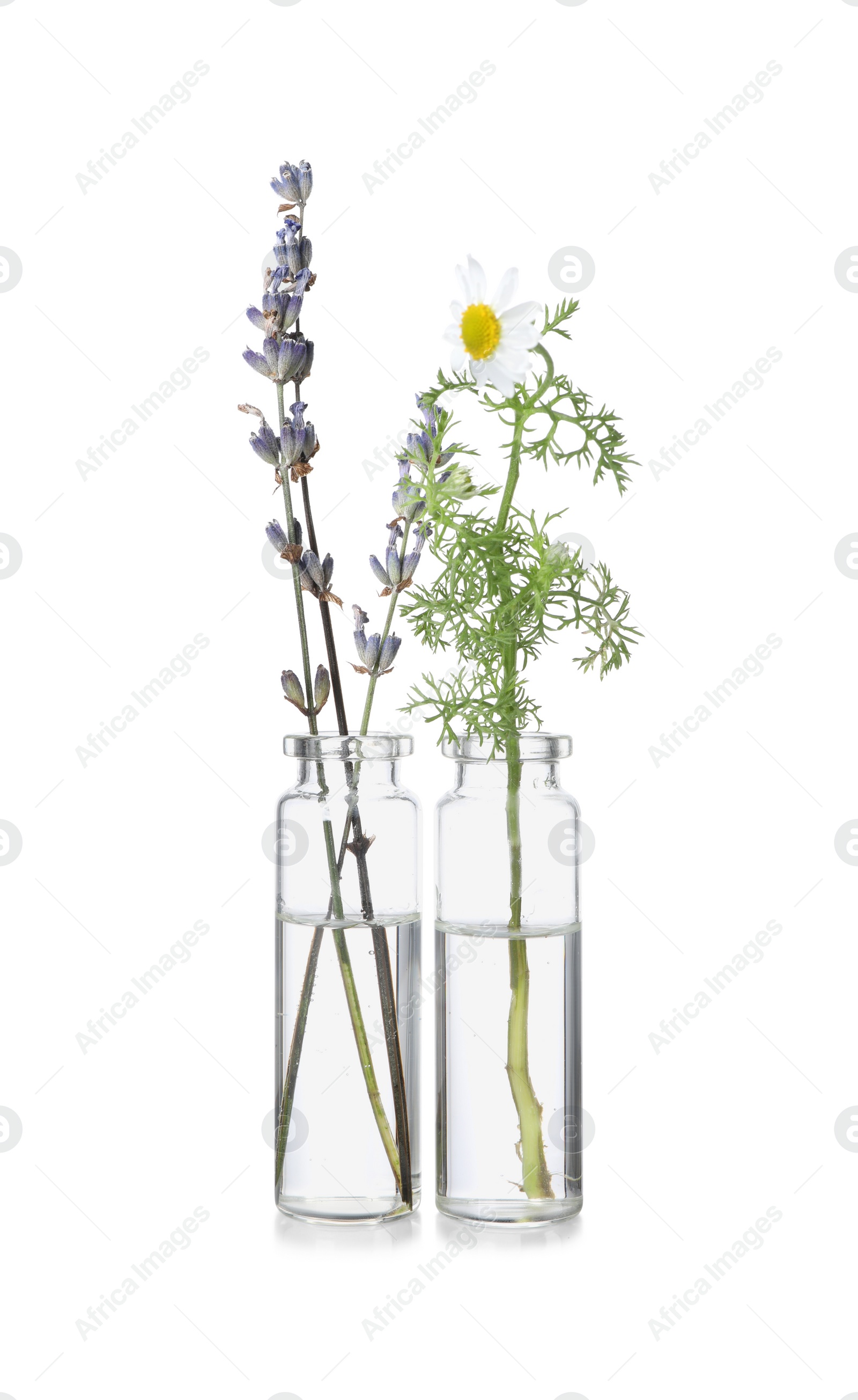 Photo of Bottles with essential oils, lavender and chamomile isolated on white