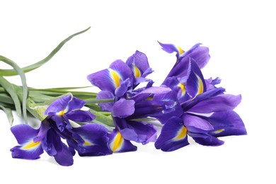 Photo of Beautiful violet iris flowers isolated on white