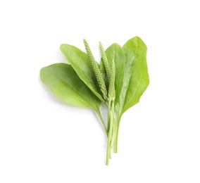 Leaves and seeds of broadleaf plantain on white background, top view. Medicinal herb