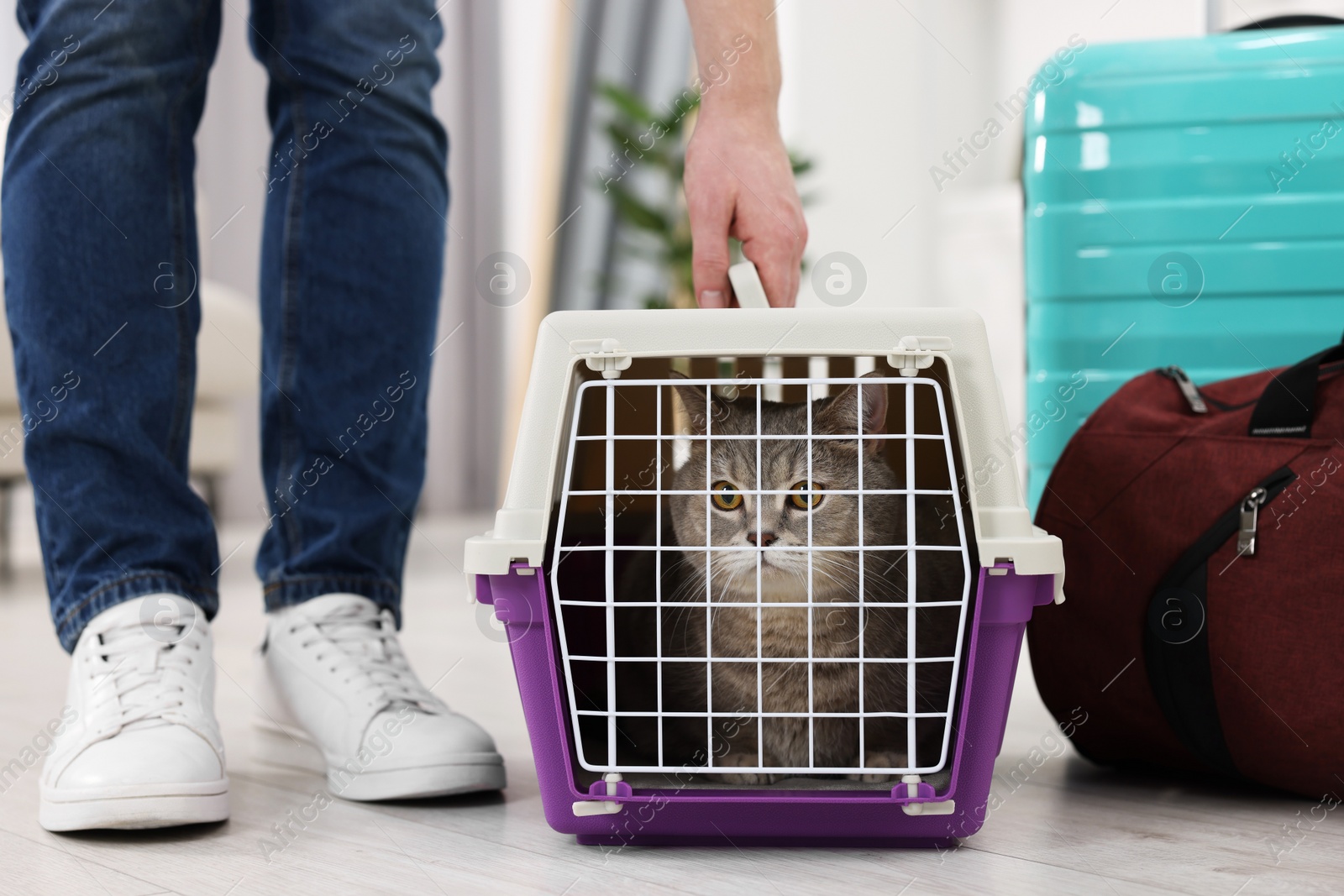 Photo of Travel with pet. Man near carrier with cute cat at home, closeup