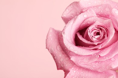 Beautiful fresh rose flower with water drops on pink background, closeup. Space for text