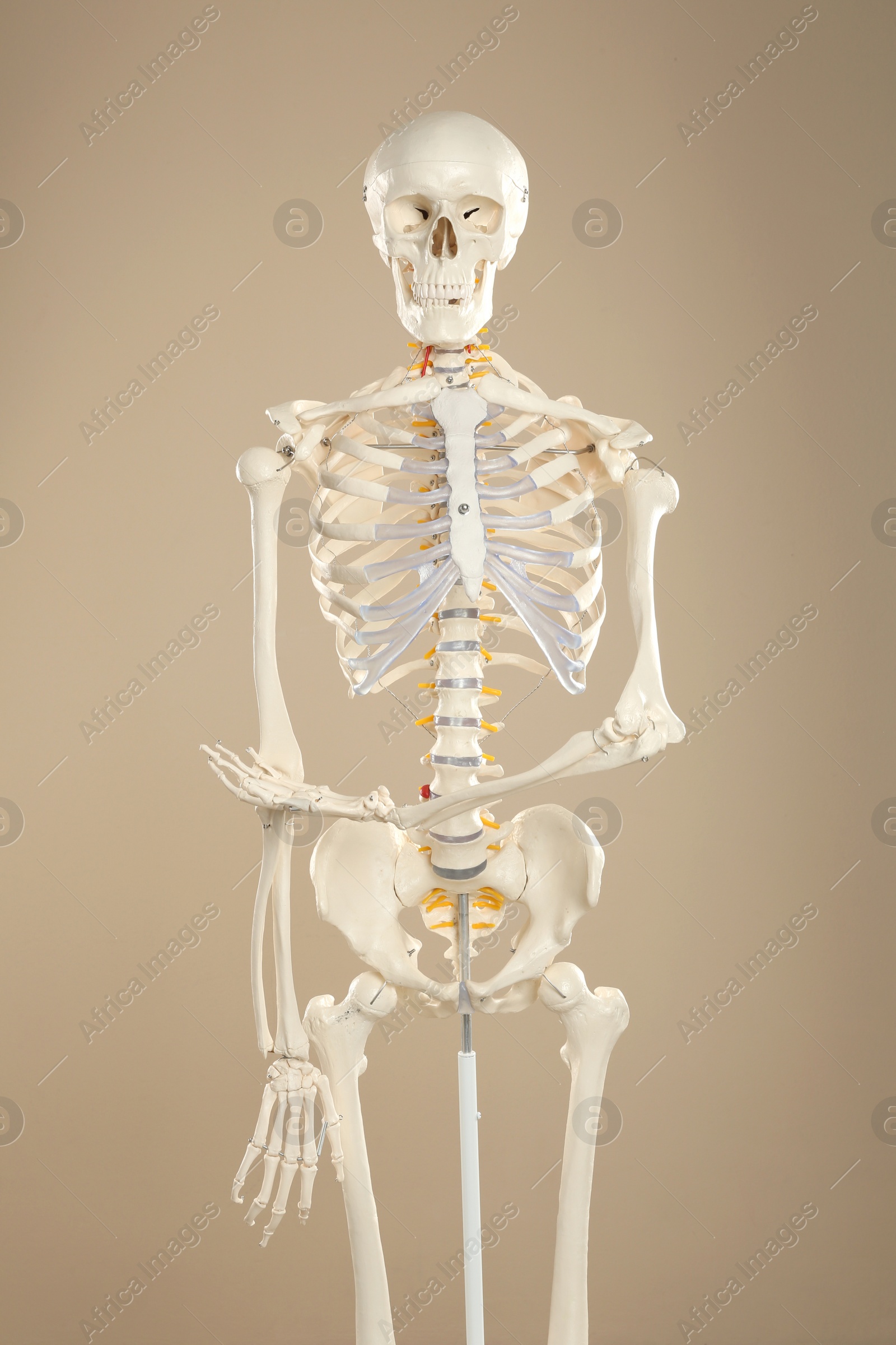 Photo of Artificial human skeleton model on beige background