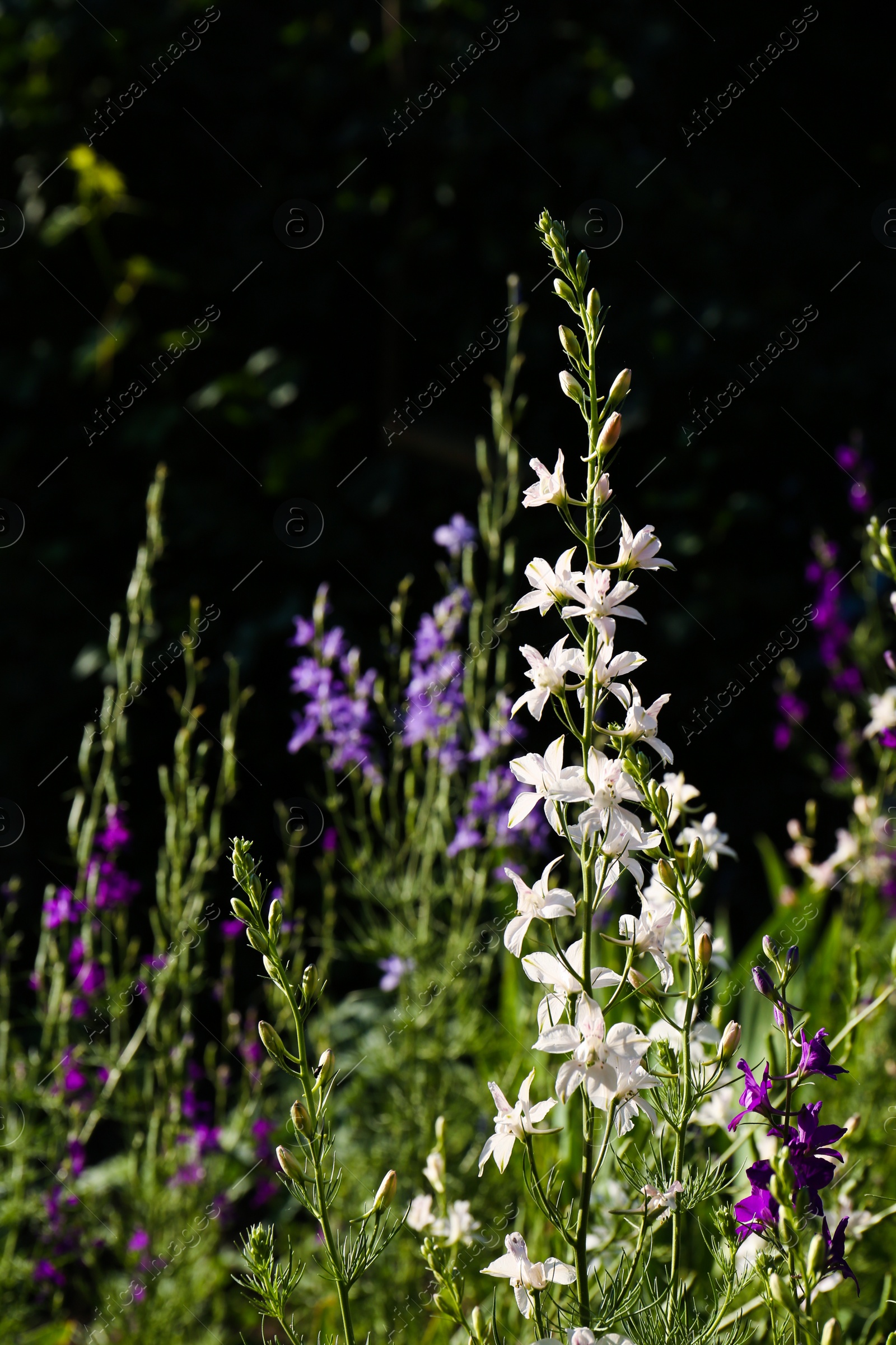Photo of Beautiful blooming forking larkspur with flowers in garden on sunny day, space for text