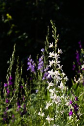 Beautiful blooming forking larkspur with flowers in garden on sunny day, space for text