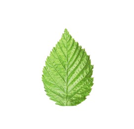 One green raspberry leaf isolated on white