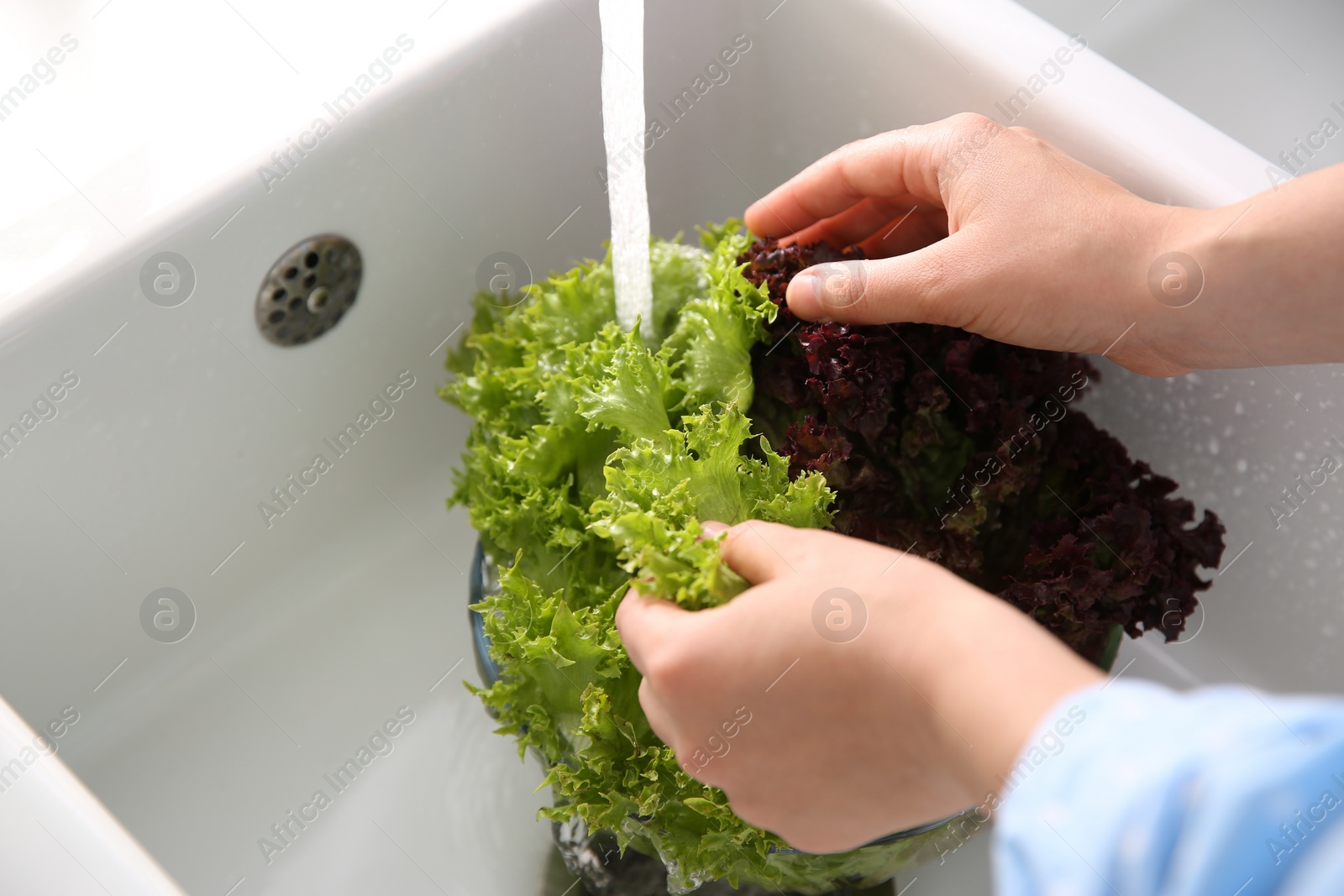 Photo of Woman washing fresh lettuce in kitchen sink, closeup