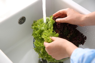 Woman washing fresh lettuce in kitchen sink, closeup