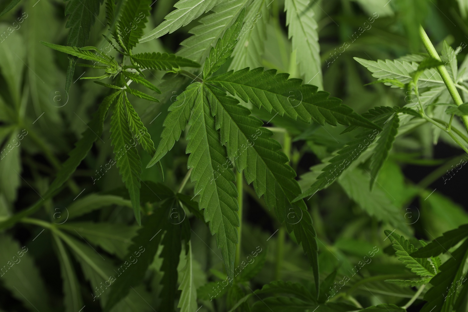 Photo of Green organic hemp growing outdoors, closeup view