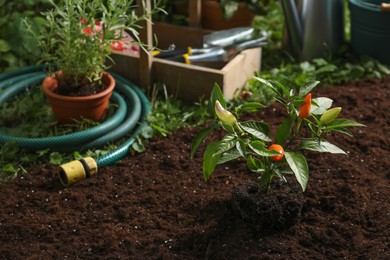 Beautiful pepper plant with fruits in soil outdoors