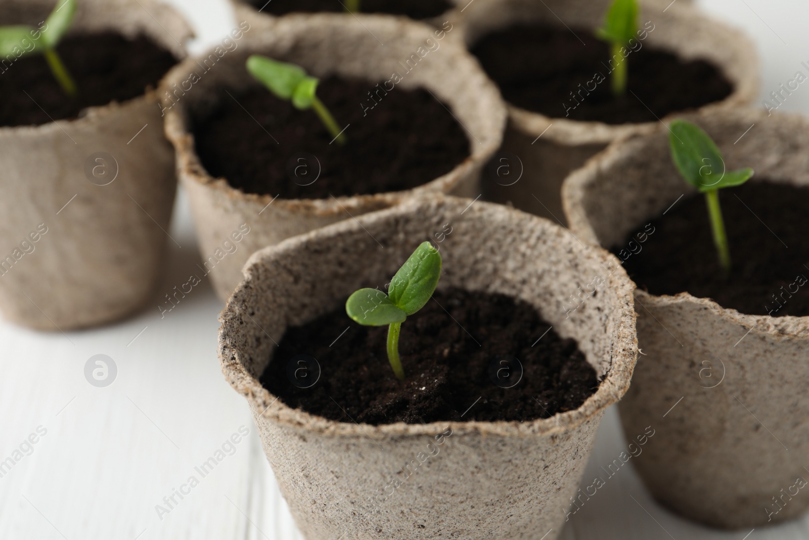 Photo of Young seedlings in peat pots on white table, closeup