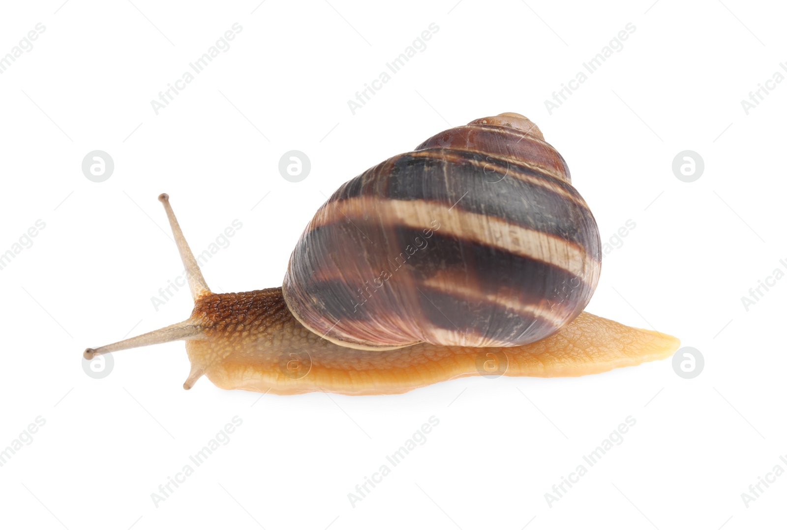 Photo of Common garden snail crawling on white background