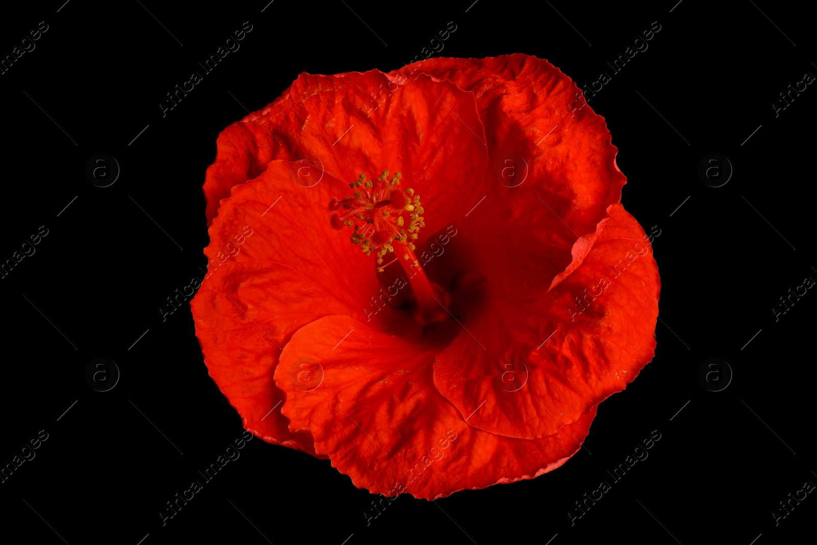 Photo of Beautiful red hibiscus flower on black background