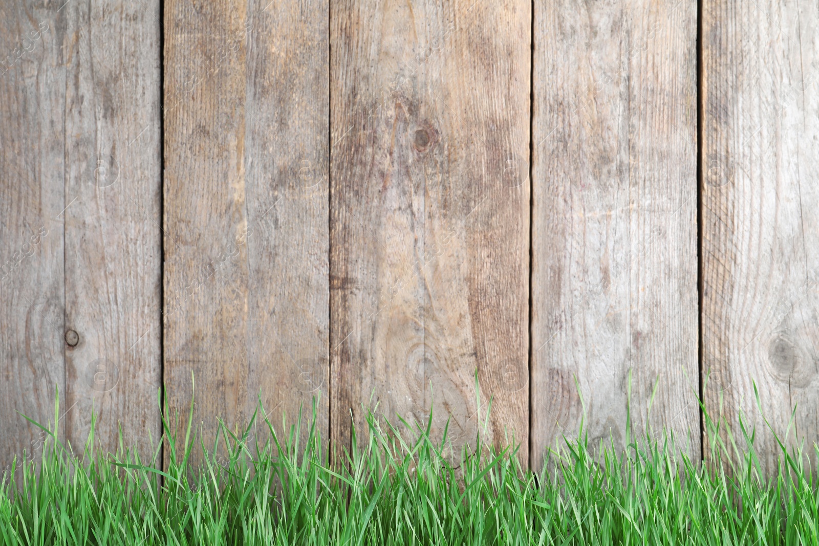 Photo of Fresh green grass near wooden fence. Space for text