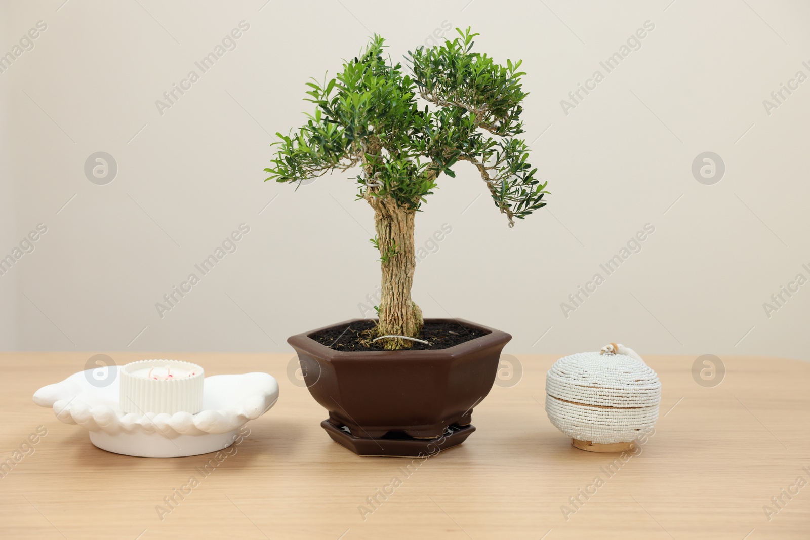 Photo of Beautiful bonsai tree in pot and decor elements on wooden table