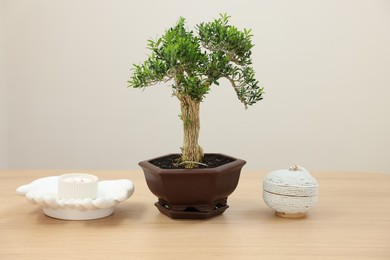 Photo of Beautiful bonsai tree in pot and decor elements on wooden table