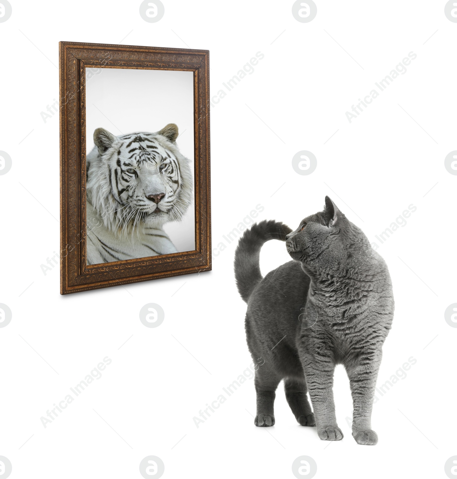 Image of Cute cat looks like tiger into reflection of mirror on white background