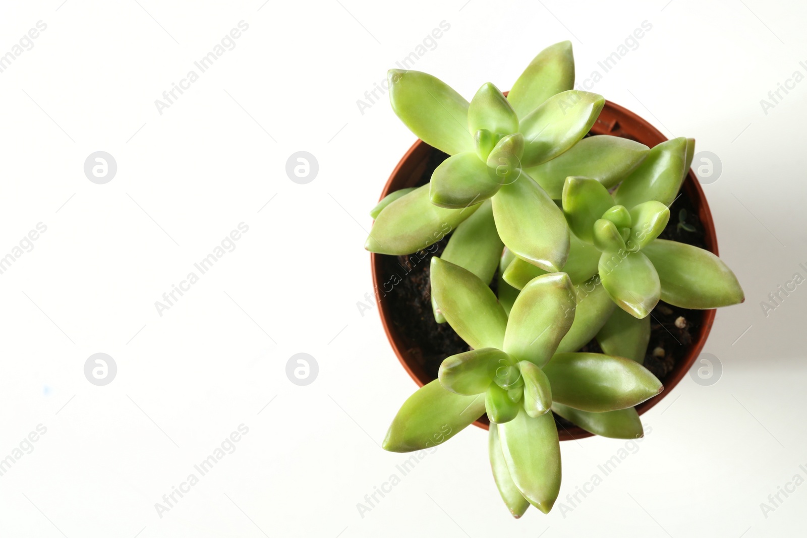 Photo of Beautiful echeverias in pot on white background, top view. Succulent plants