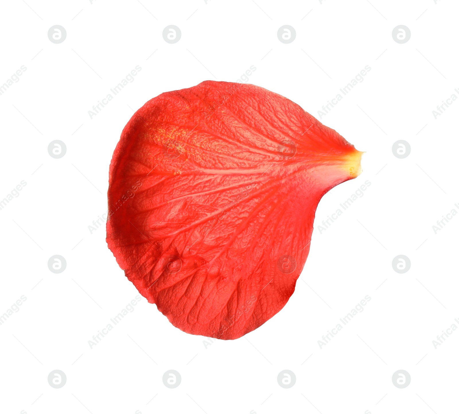 Photo of Beautiful red hibiscus petal isolated on white